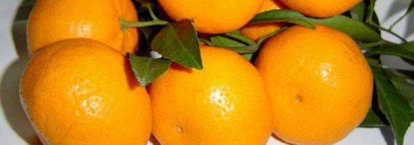 桔子和栗子能一起吃吗