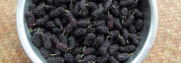 桑葚干可以直接吃吗