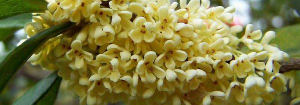 桂花的禁忌人群