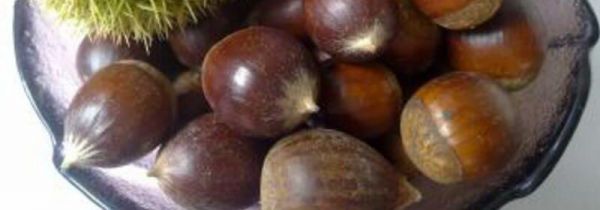 栗子性质凉还是热