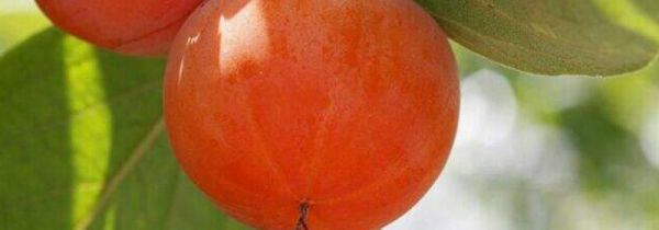 柿子和南瓜能一起吃吗