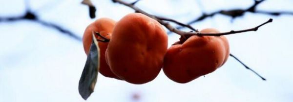 柿子和人参果可以一起吃吗