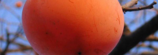 柿子可以和鸡肉一起吃吗