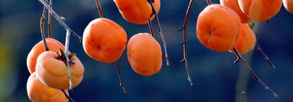 柿子可以和红心柚子一起吃吗