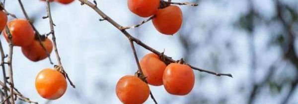 柿子可以和猕猴桃一起吃会中毒吗