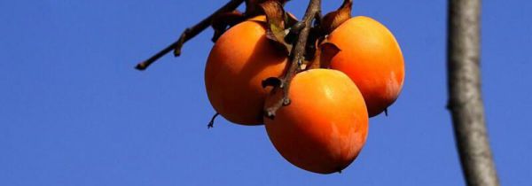 柿子与酸奶一起吃有没有问题