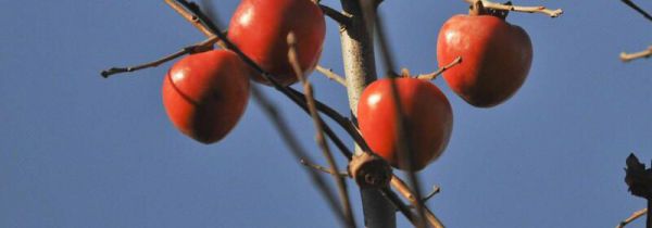 柿子与茶能一起吃吗