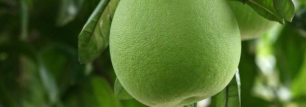 柚子清火还是上火