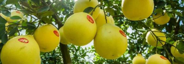 柚子和山楂可以一起吃吗