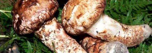 松茸不能和什么一起煮