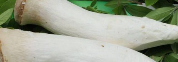 杏鲍菇能和胡萝卜一起吃吗