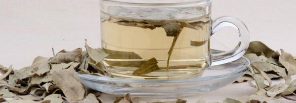 罗布麻茶什么人不能喝