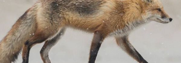 什么人不能吃狐狸肉