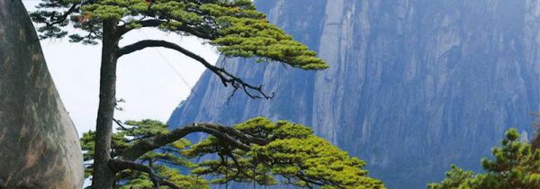 黄山四绝分别是什么