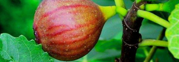 红皮无花果皮可以吃吗