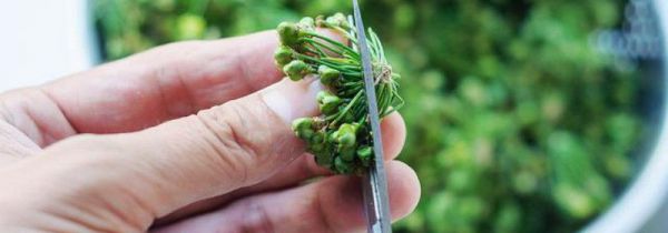 吃韭菜籽有什么禁忌