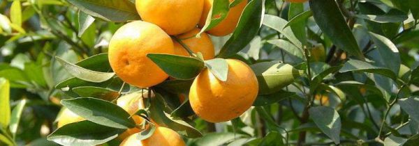 桔子上火还是去火