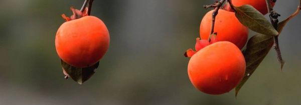 柿子饼和什么相克