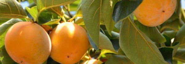 柿子和鸡肉能一起吃吗?