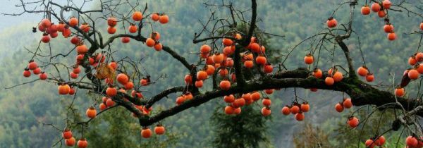 柿子和豆腐能一起吃吗