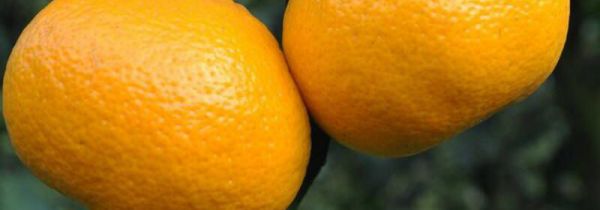 橘子上火还是降火