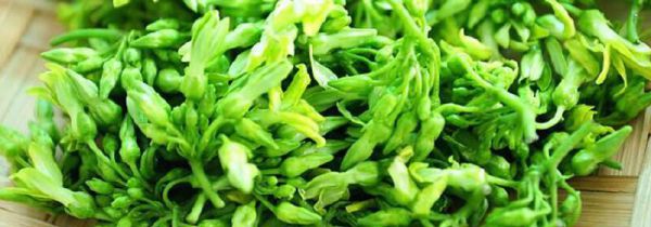 夜香花的食用禁忌