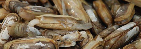 海蛏子怎么吐沙