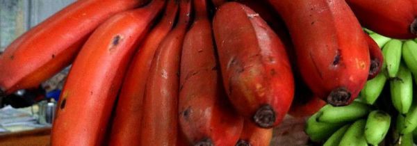 红皮香蕉能放冰箱吗