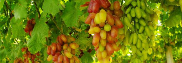 板栗和葡萄可以一起吃吗