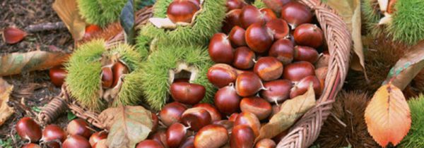 板栗和芋头能一起吃吗