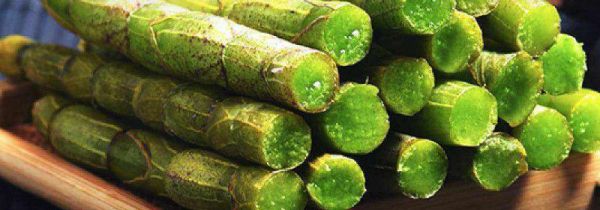 新鲜铁皮石斛怎么吃