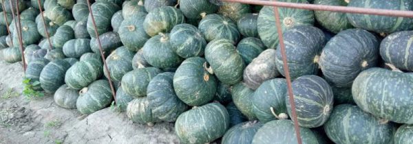 板栗南瓜要不要去皮吗