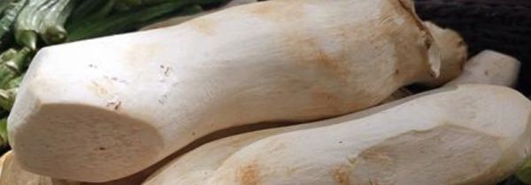 杏鲍菇什么人不能吃