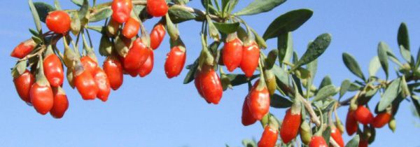 新鲜枸杞子能吃吗