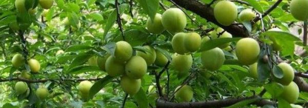 李子和枣子能一起吃吗?