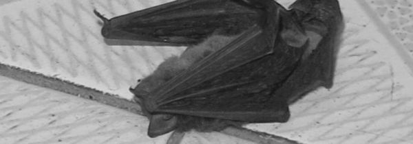 杀虫剂能赶走蝙蝠吗