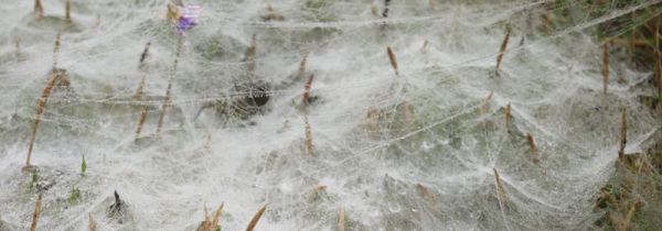 蜘蛛网怎么结成的