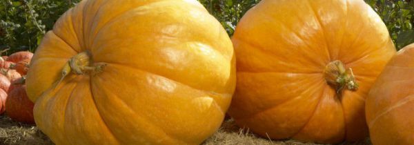 南瓜和苦瓜可以一起吃吗