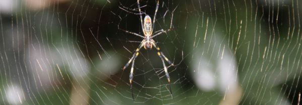 蜘蛛网怎么清理