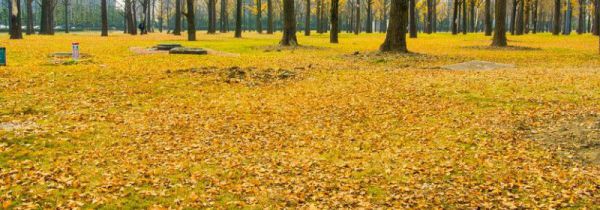 广西银杏之乡在哪里