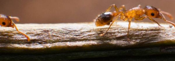 小黄家蚁咬人有毒吗