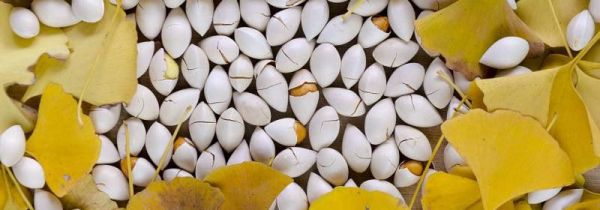 剥银杏果手脱皮的原因