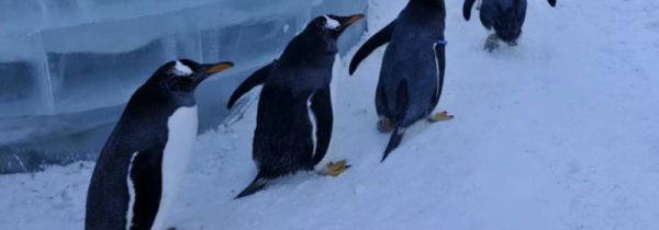 企鹅翅膀的特点和作用