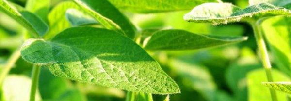 黄豆叶子能当菜吃么