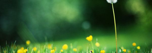 黄谷丁根是蒲公英吗