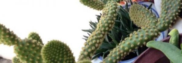 仙人掌涂脸的危害