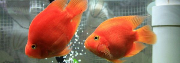 什么鱼招财镇宅