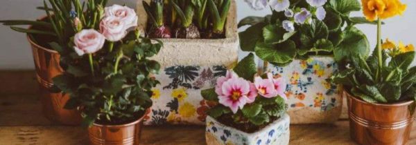 小妙招使房间空气清新