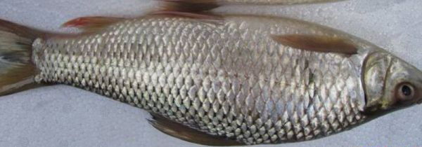 鲮鱼什么人不能吃