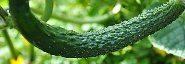 黄瓜吃着发苦有毒吗